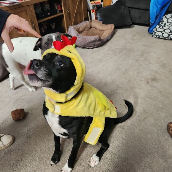 Halloween  Dog Cat Chicken Costume Vibrant Yellow Size XL Jack Russel Pug - Picture 3 of 8